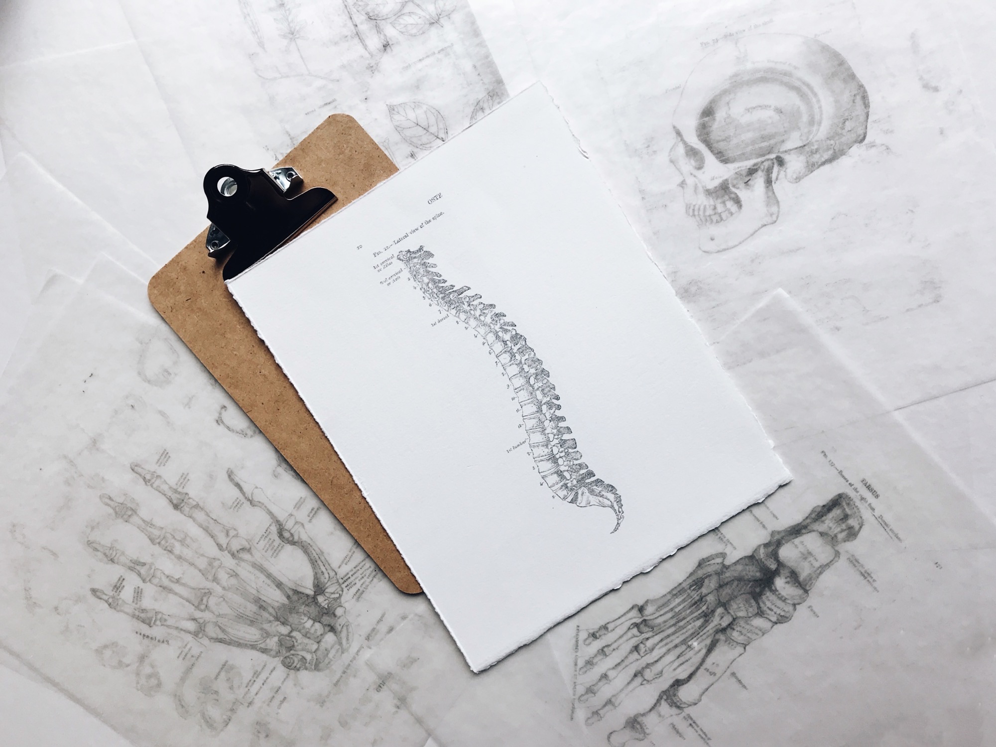 anatomical drawings